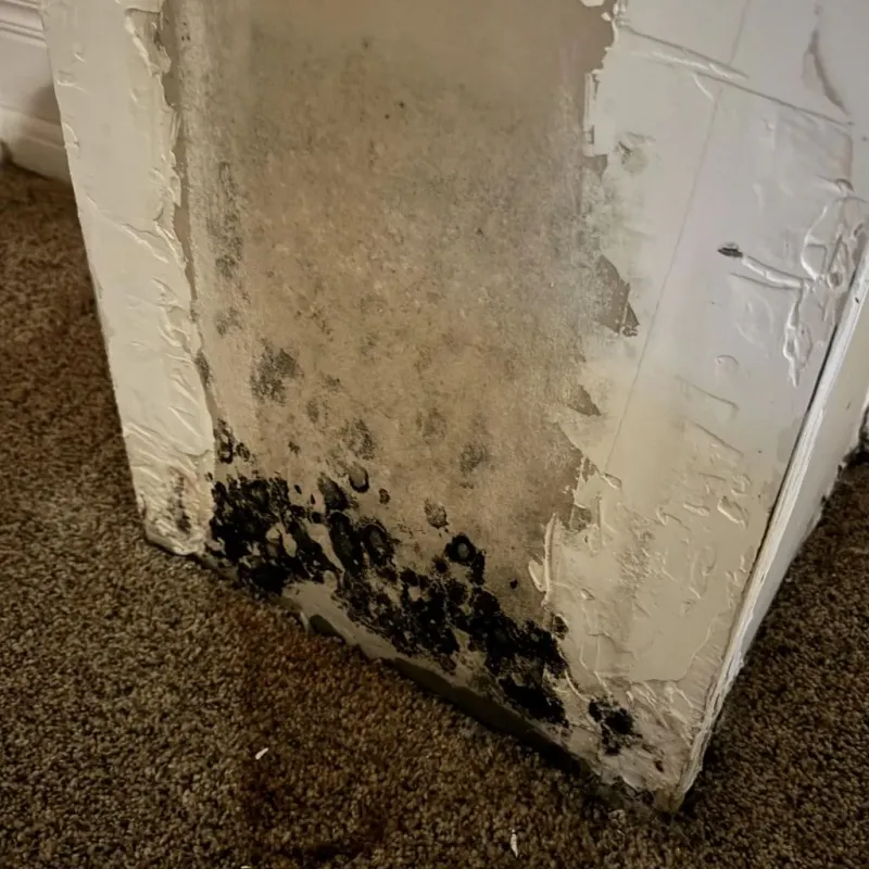 Professional Mold Removal in King and Queen County, VA